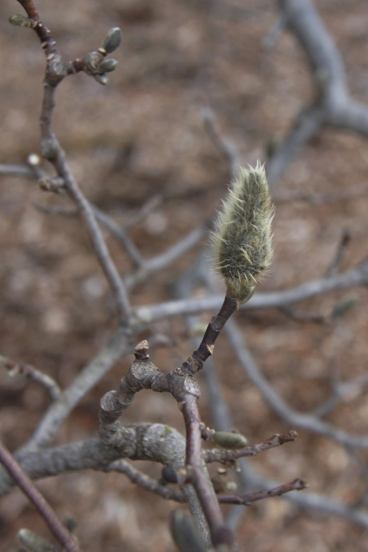 Magnolia stellata 'Rosea' (Pink Star Magnolia), bud, flower