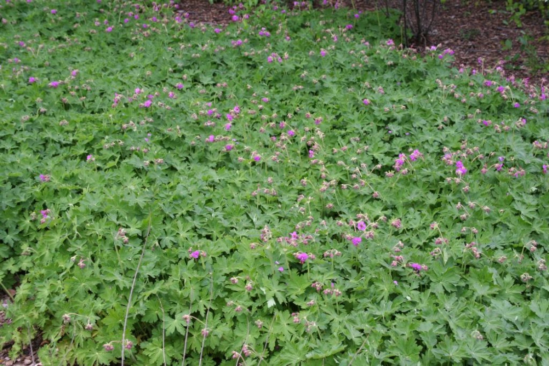 Geranium macrorrhizum ‘Bevan’s Variety’ (Bevan’s Variety big-rooted geranium), habit