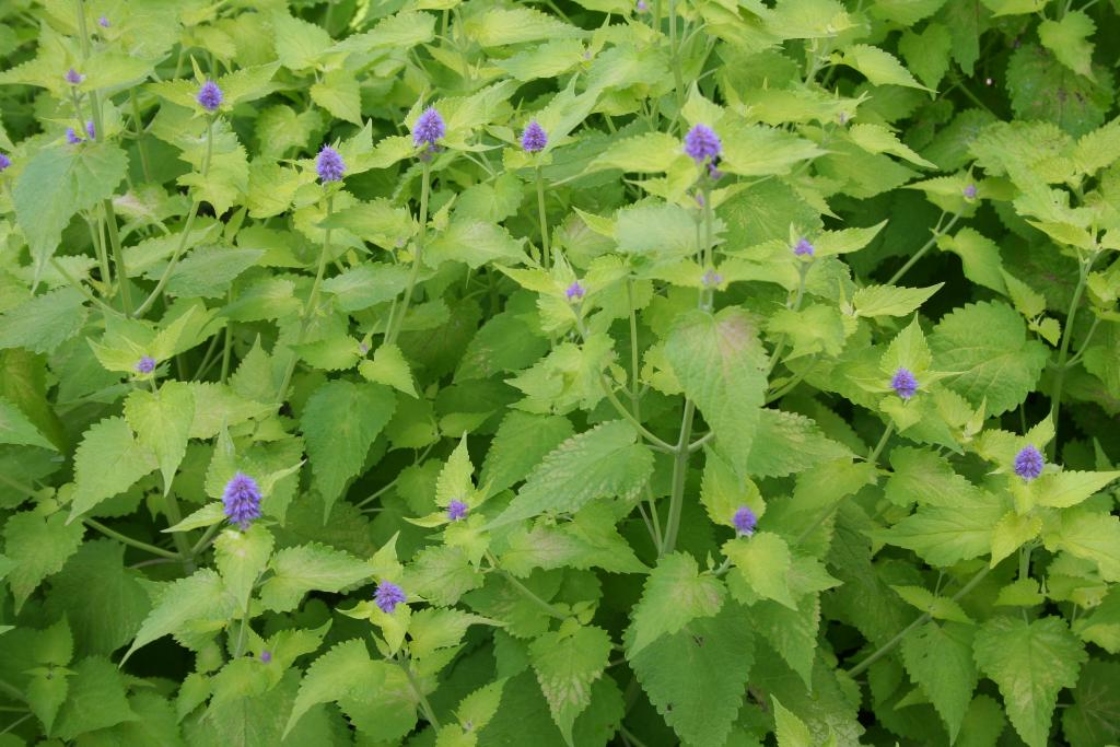 Agastache foeniculum ‘Golden Jubilee’ (Golden Jubilee anise-hyssop), habit