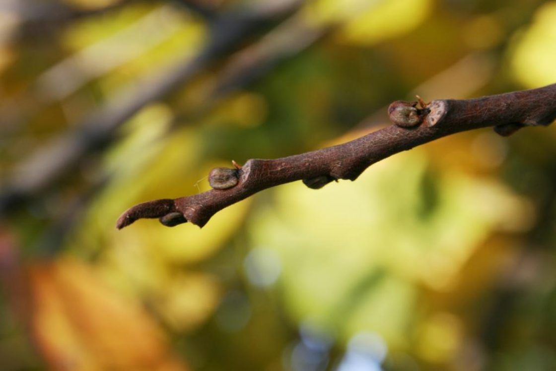 Asimina triloba (Pawpaw), bud, terminal, bud, lateral