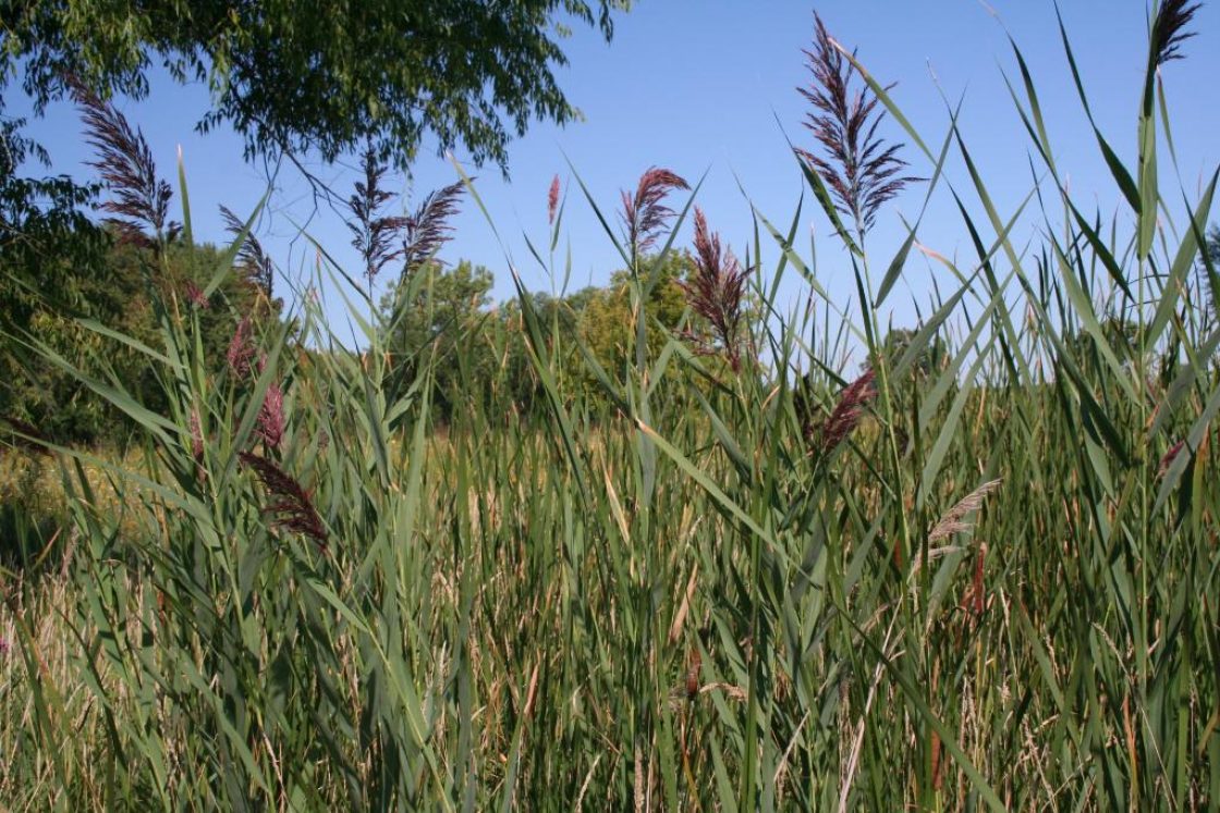 Common reed (Not recommended) | The Morton Arboretum