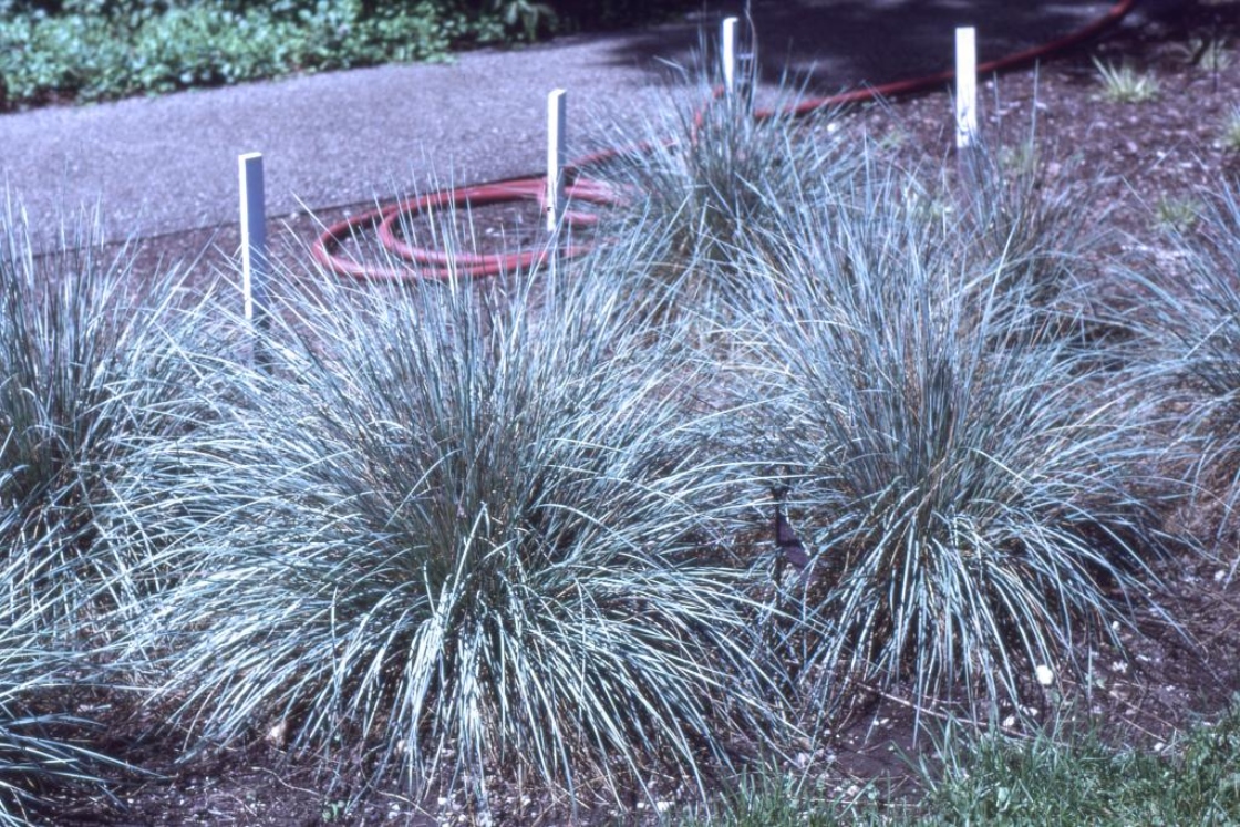 Helictotrichon sempervirens (blue oat grass), habit