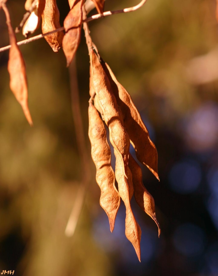 Wisteria macrostachya (Torr. & Gray) Nutt. (Kentucky wisteria), ripe fruit (pods)