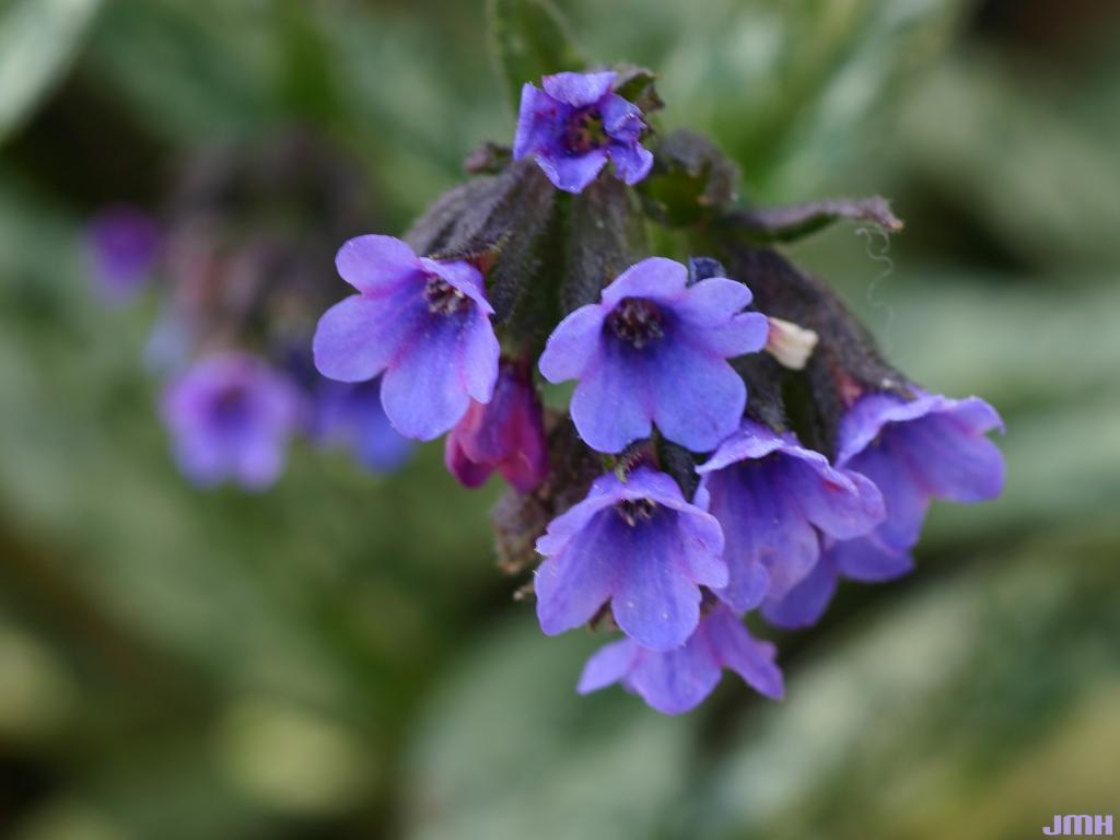 Pulmonaria longifolia var. cevennensis (long-leaved lungwort), close-up of flowers