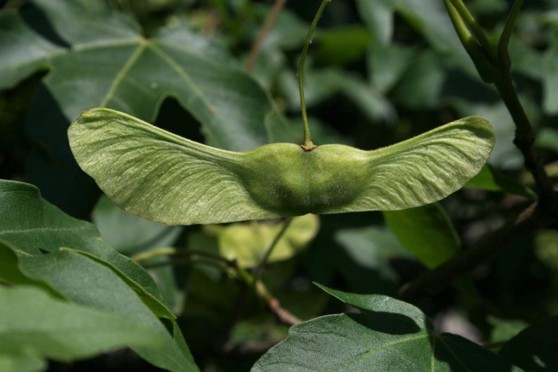 Acer miyabei (Miyabe Maple), fruit, mature