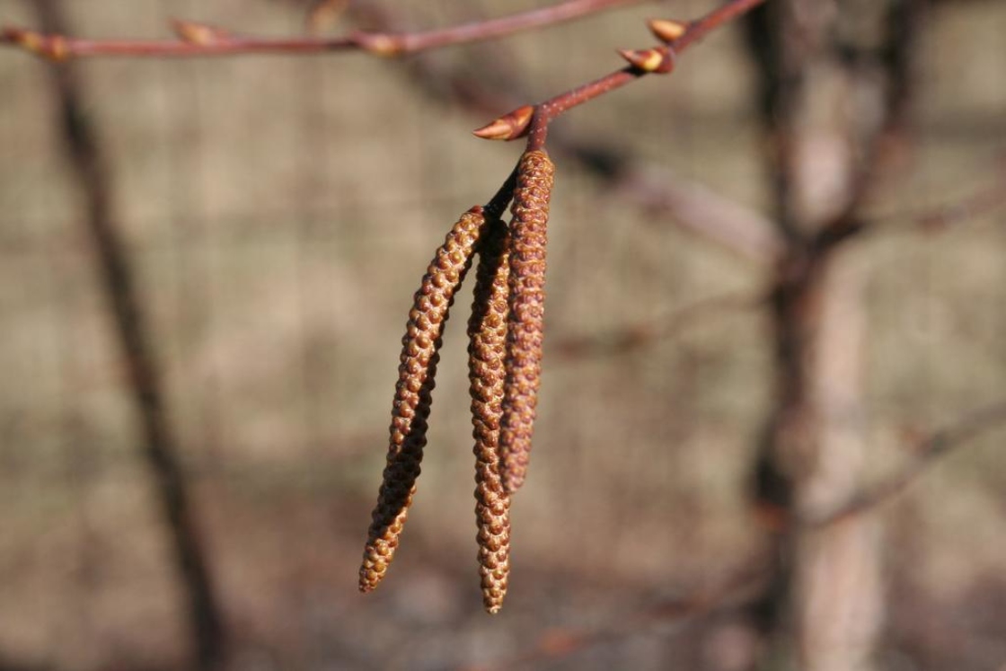 Betula utilis D.Don (Himalayan birch), flowers