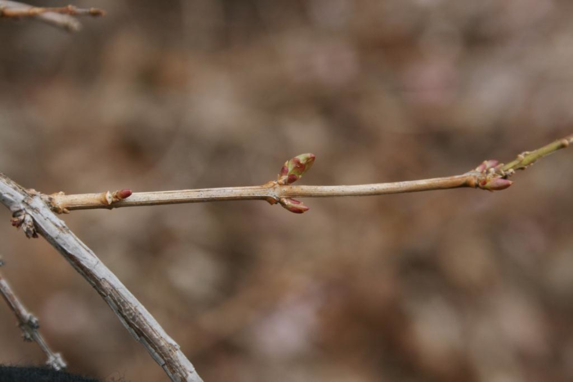 Abeliophyllum distichum 'Roseum' (Pink-flowered White-forsythia), bud, lateral