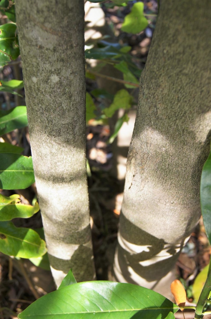Magnolia virginiana (Sweetbay Magnolia), bark, mature