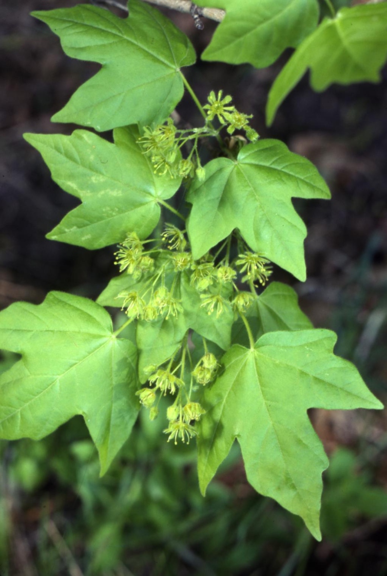 Acer miyabei 'Morton' (State Street maple), leaves and flowers
