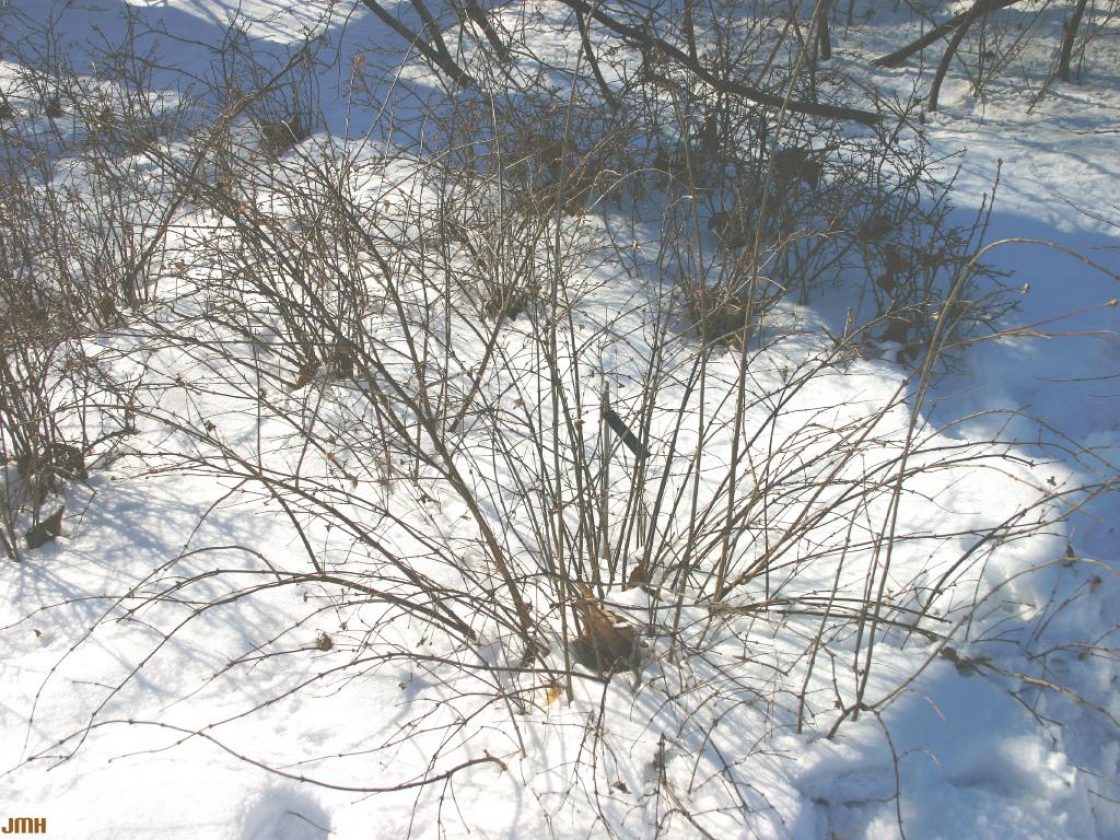 Rhodotypos scandens (Thunb.) Mak. (jetbead), growth habit , shrub  form in winter