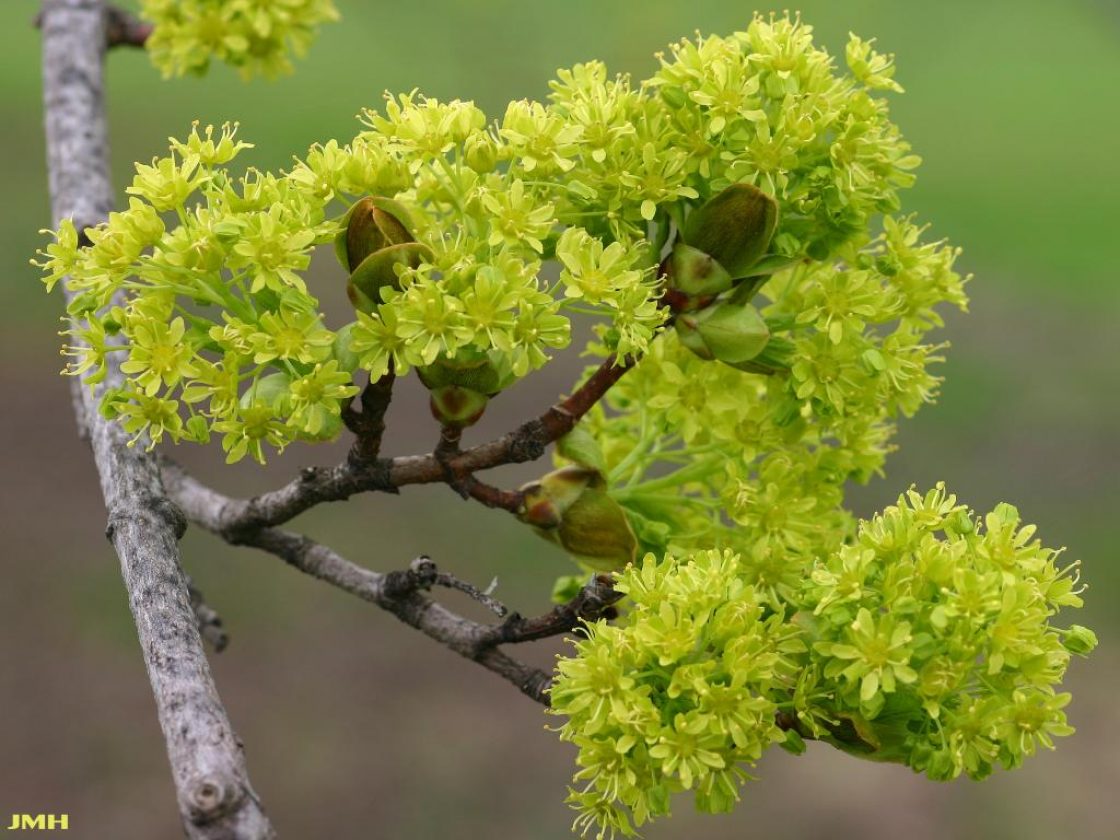 Acer platanoides ‘Superform’ (Superform Norway maple), close-up of flowers