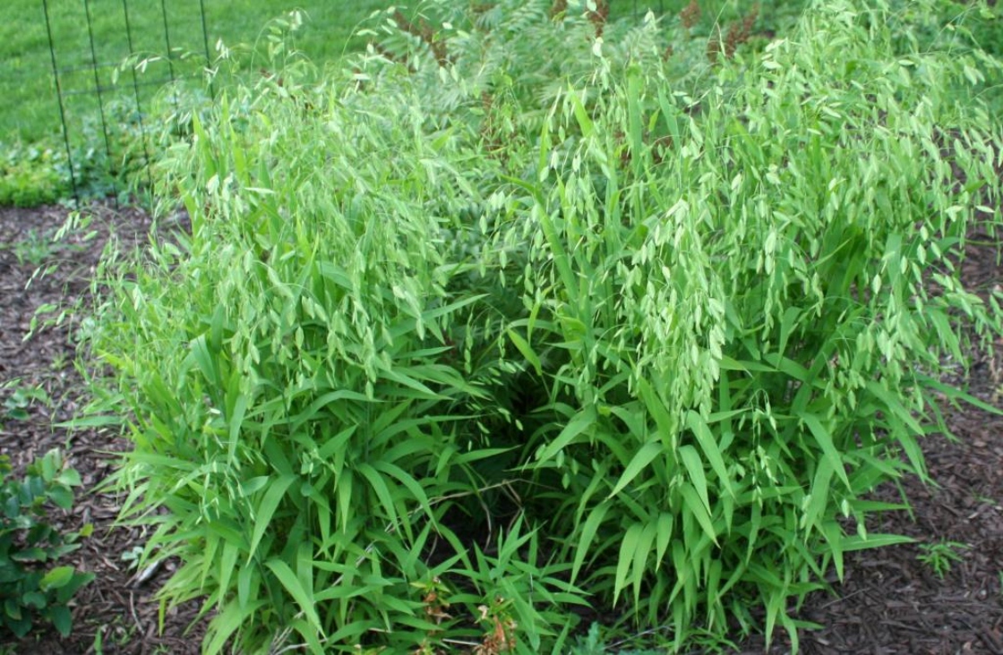 Chasmanthium latifolium (Michx.) H. O. Yates (northern sea-oats), form
