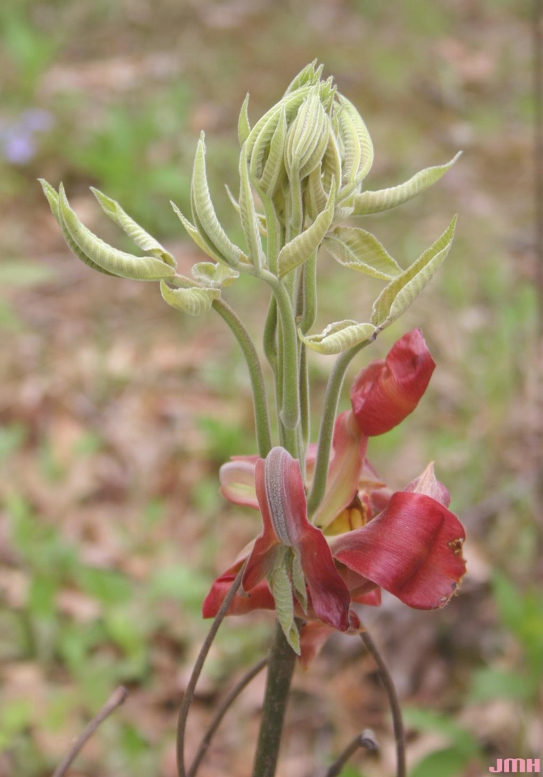 Shagbark hickory | The Morton Arboretum