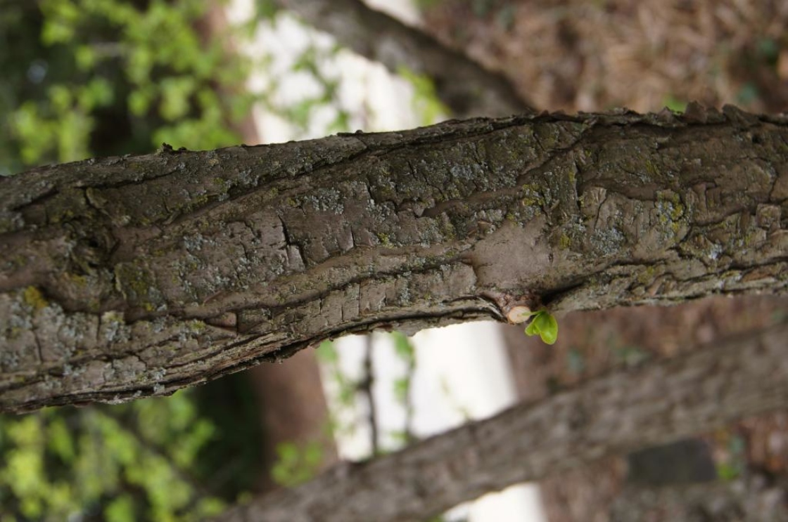 Malus sargentii (Sargent's Crabapple), bark, branch