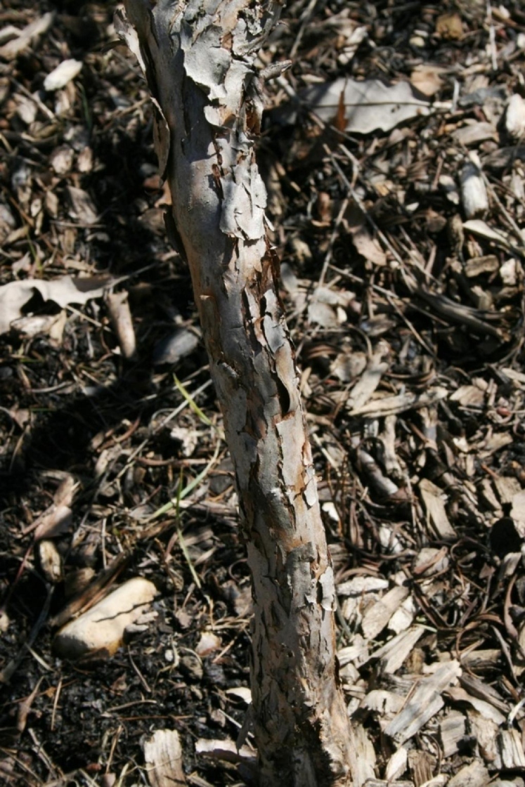 Hypericum prolificum L. (shrubby St. John’s wort), bark, mature