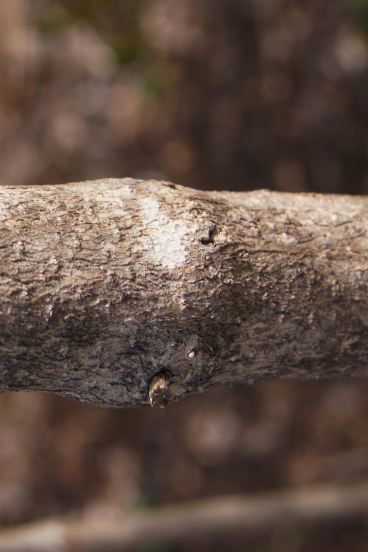Viburnum opulus var. opulus (European Cranberry-bush), bark, mature
