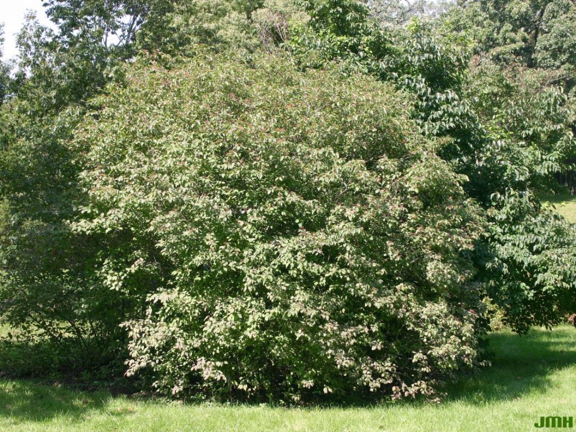 Rough-leaved dogwood | The Morton Arboretum