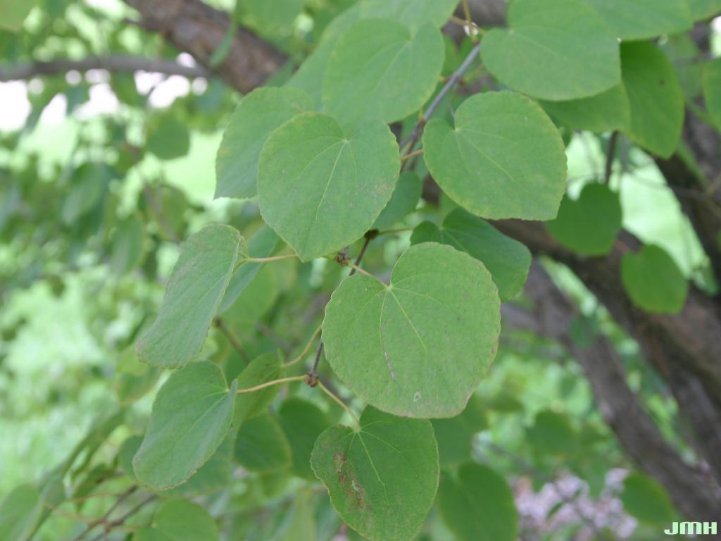 Katsura tree | The Morton Arboretum