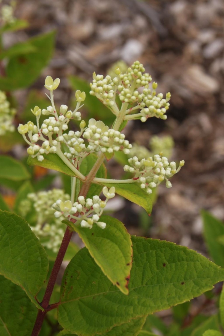 Hydrangea paniculata 'HYPMAD II' (TICKLED PINK PP18500) (TICKLED PINK™ Panicled Hydrangea PP18500), inflorescence