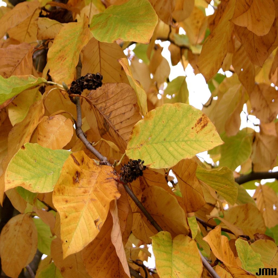 Magnolia acuminata L. (cucumbertree), leaves, fall color