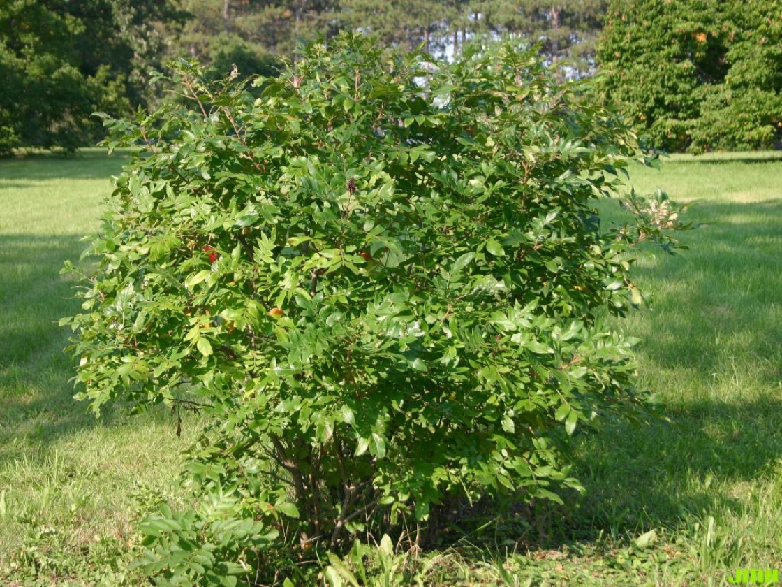 Rhus copallina L. (shining sumac), habit