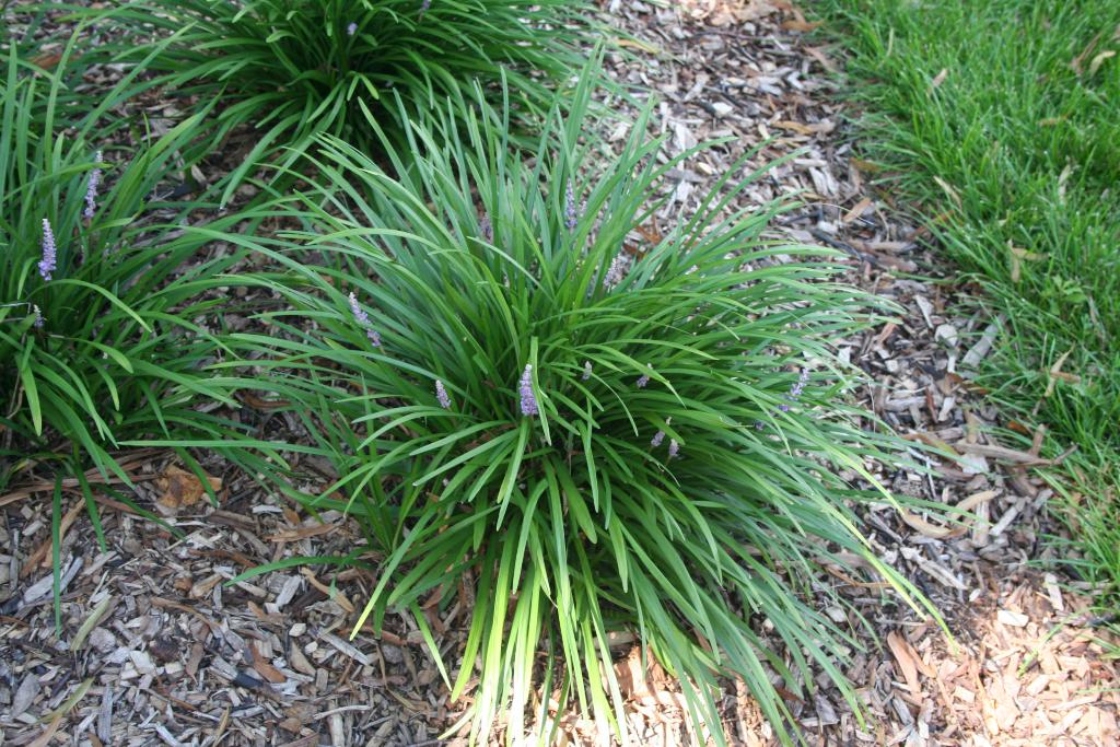 Liriope muscari ‘Big Blue’ (Big Blue lily-turf), habit