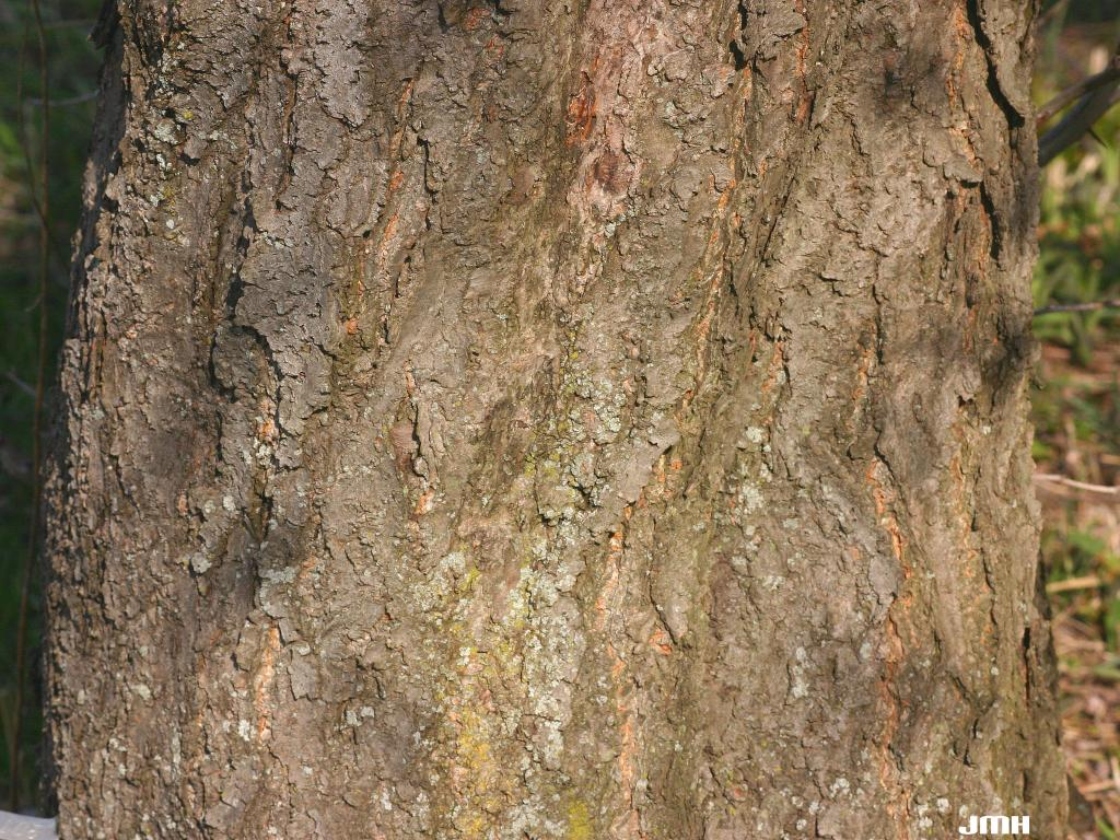 Prunus sargentii Rehd. (Sargent’s cherry), bark