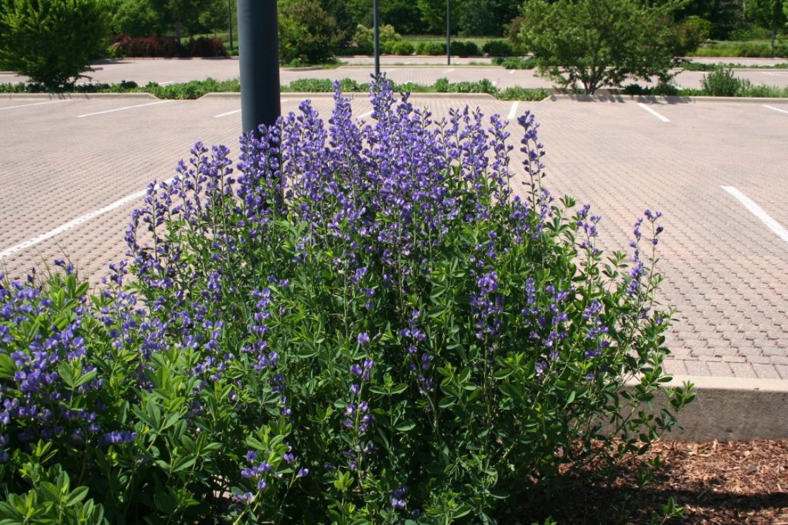 Baptisia australis (L.) R. Br. ex Ait. f. (blue false indigo), habit