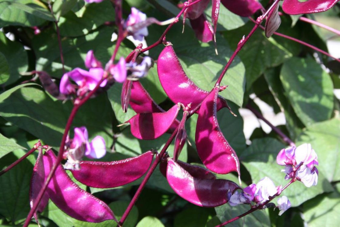 Lablab purpureus (L.) Sweet (hyacinth bean), fruit