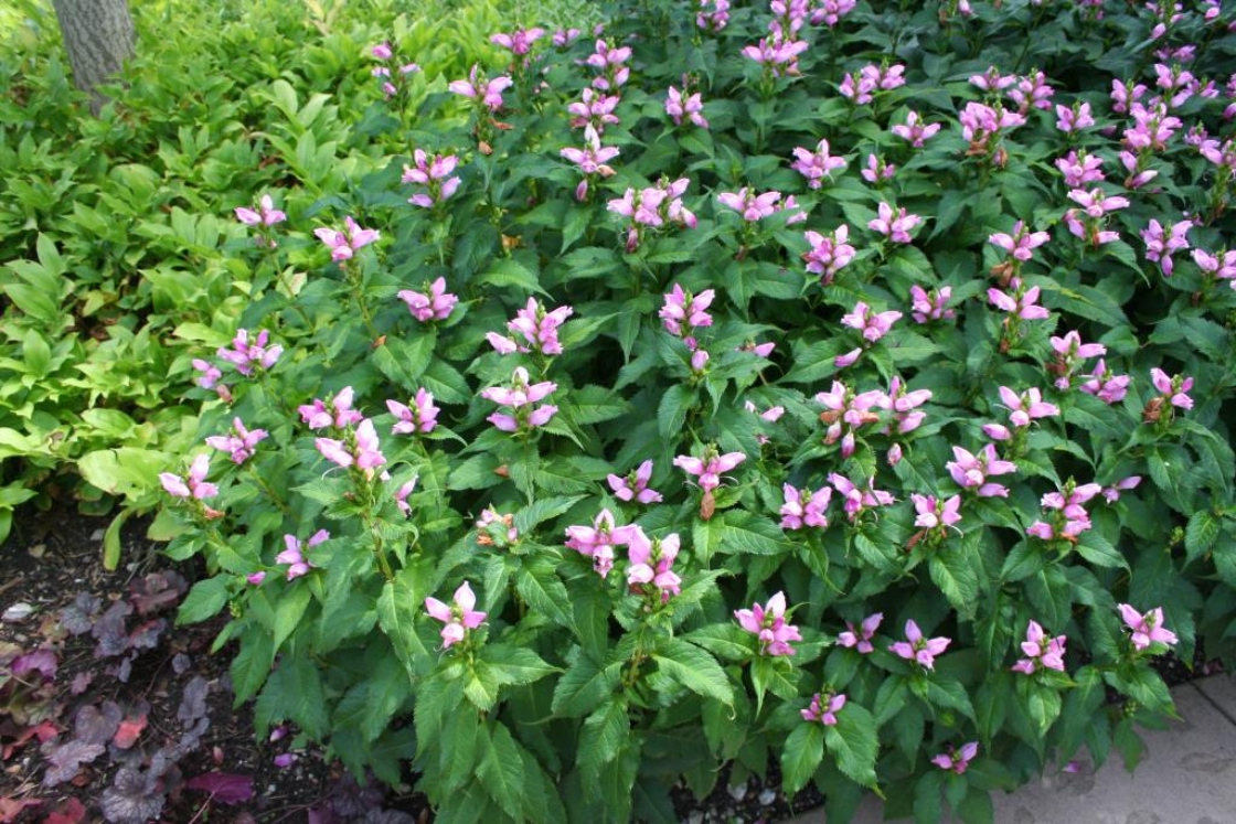 Chelone lyonii ‘Hot Lips’ (Hot Lips pink turtle-head), plant habit
