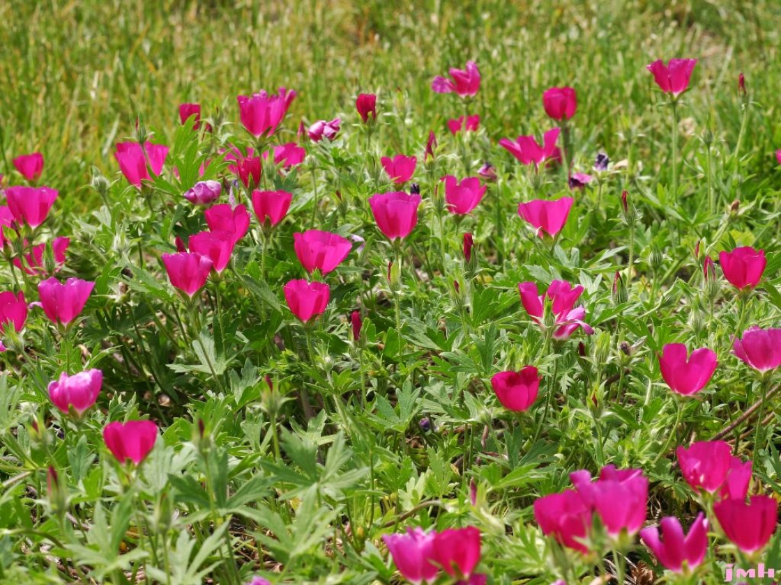 Callirhoe involucrata (Torr. & A. Gray) A. Gray (purple poppy-mallow), growth habit