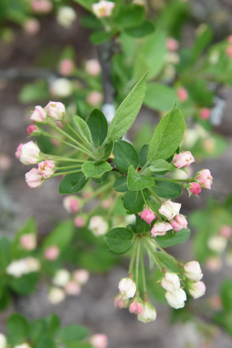 Malus sargentii (Sargent's Crabapple), leaf, new