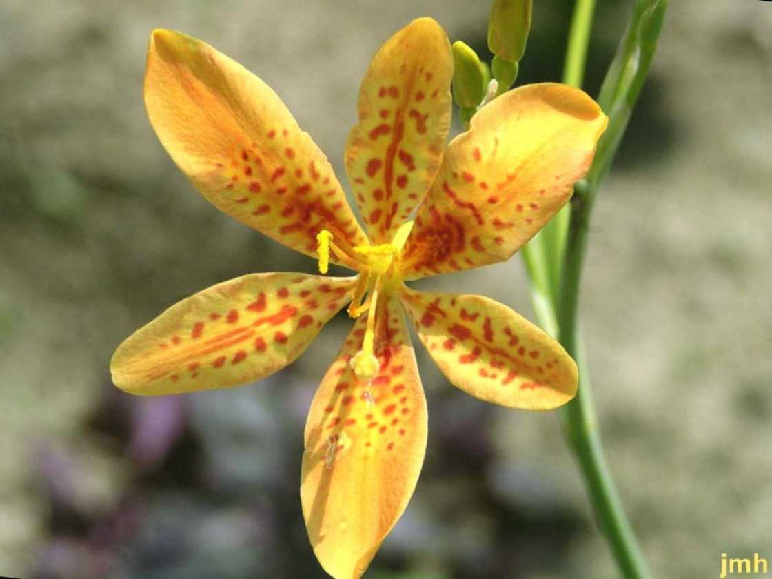 Belamcanda chinensis (L.) DC. (blackberry-lily), close-up of flower