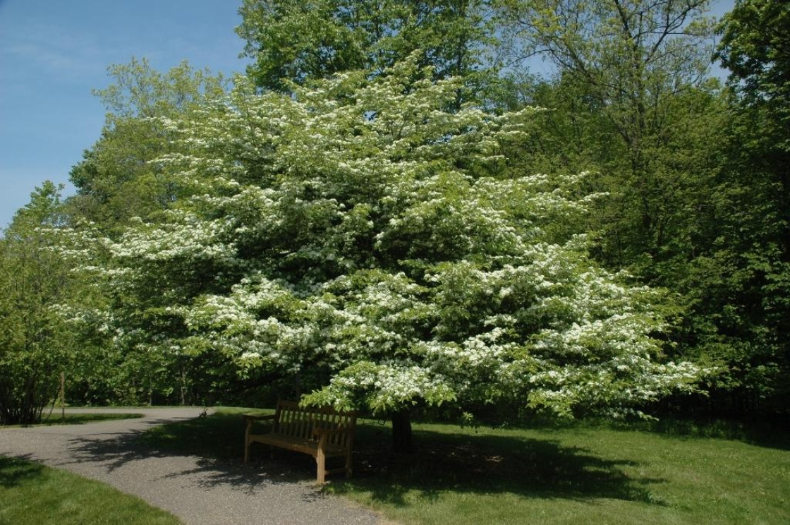 Crataegus punctata Jacq. (dotted hawthorn), habit