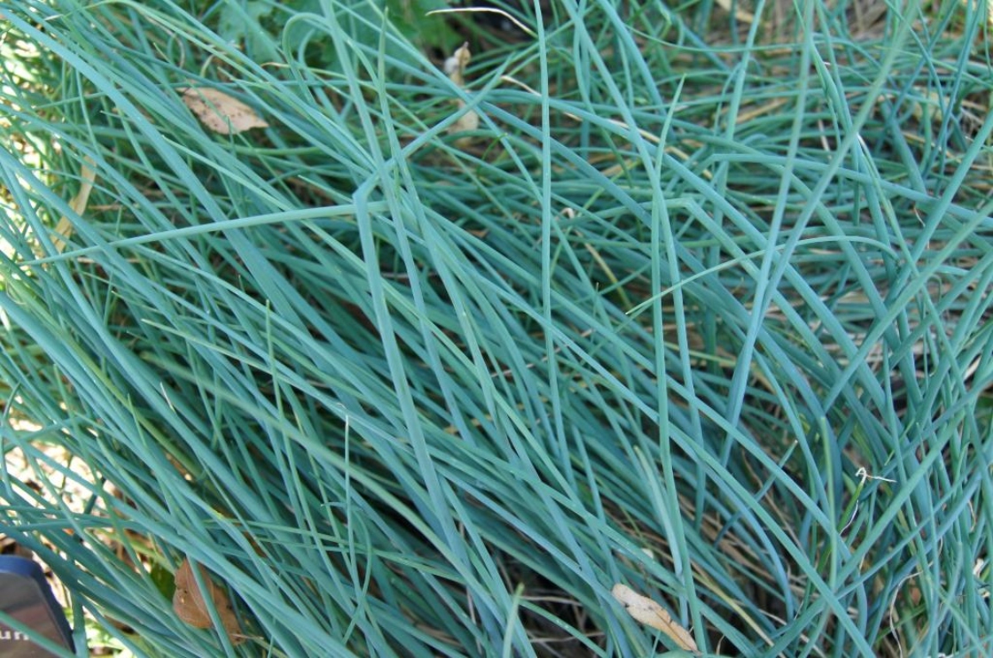 Allium schoenoprasum 'Forescate' (Forescate Chive), leaf, fall