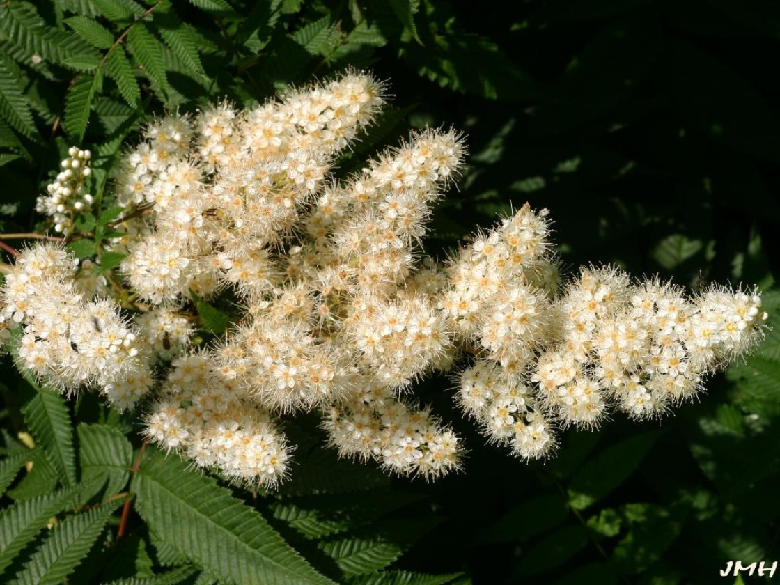 Sorbaria sorbifolia (L.) A. Braun (false-spirea), close-up of flowers
