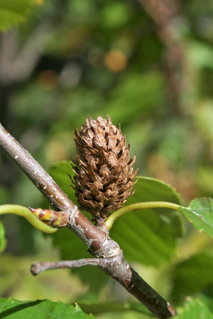 Betula alleghaniensis (Yellow Birch), fruit, mature