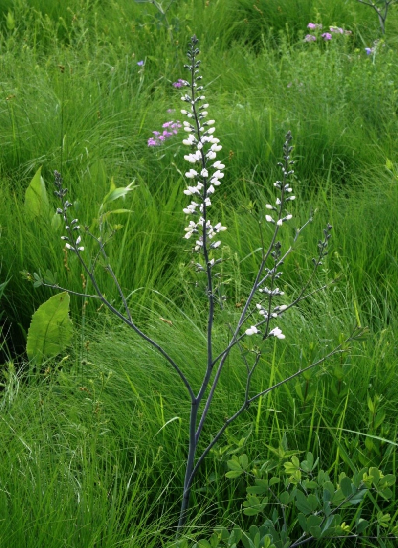 Baptisia alba var. macrophylla (White Wild Indigo), habit, spring