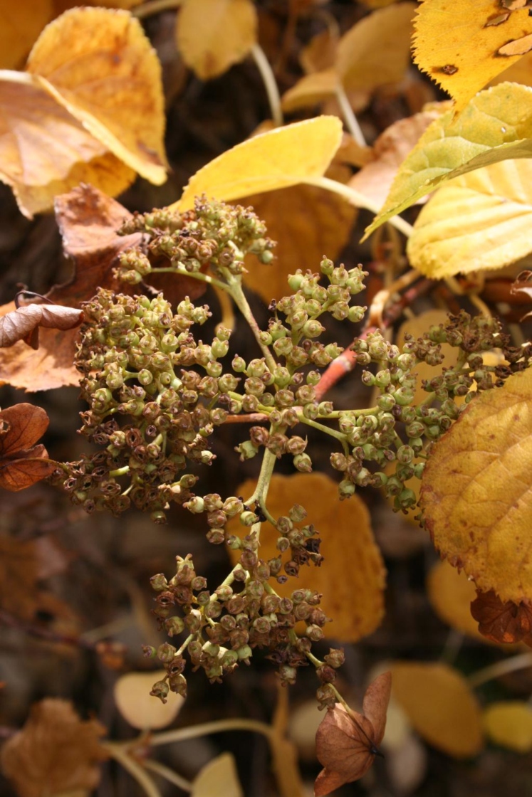 Hydrangea petiolaris (Climbing Hydrangea), fruit, mature