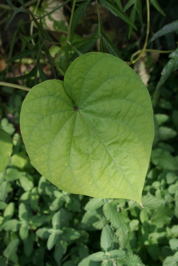 Ipomoea alba (Moonflower), leaves, upper surface