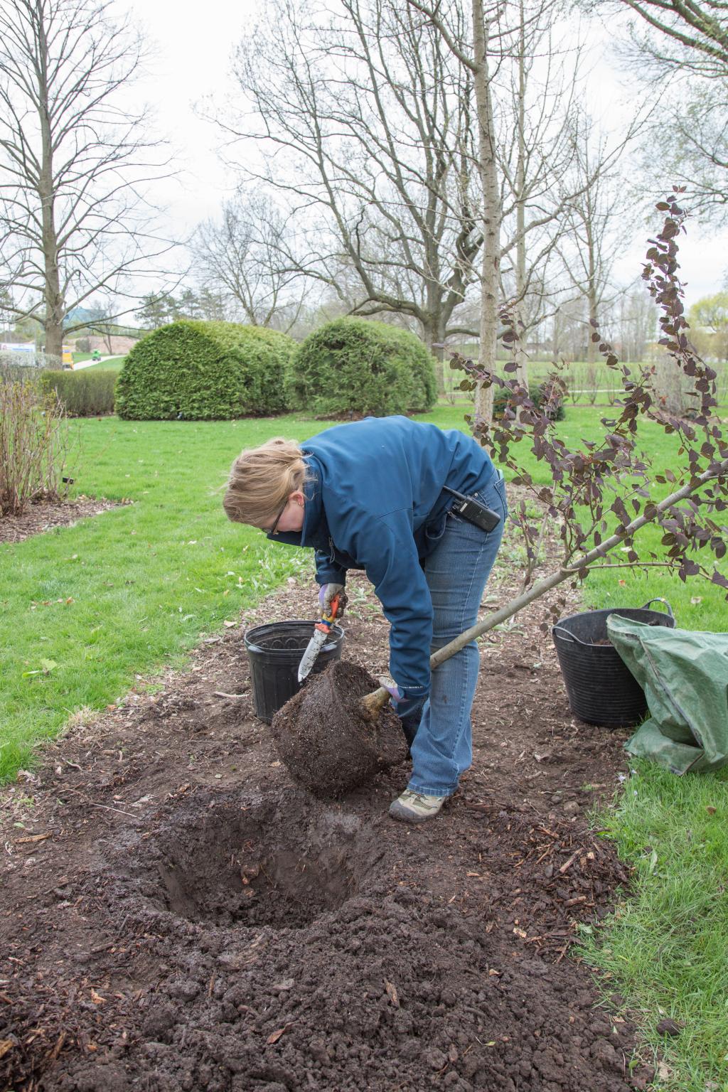 Cutting back spiraling roots before planting a container tree