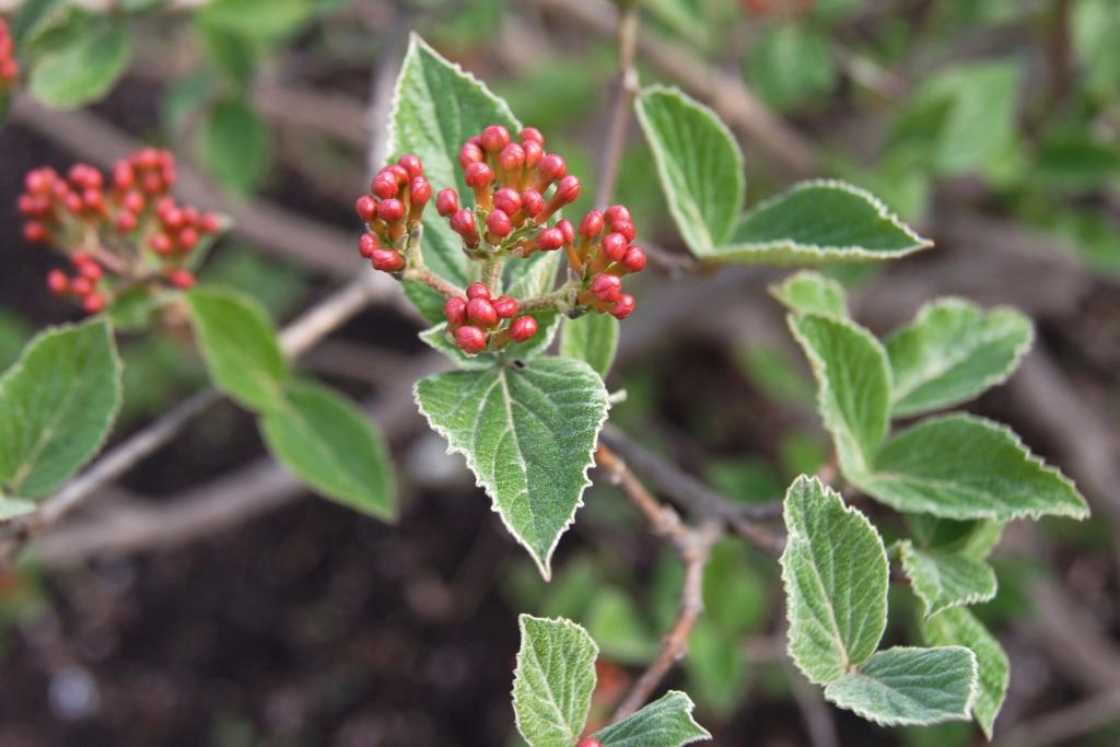 Viburnum ×juddii (Judd's Viburnum), bud, flower