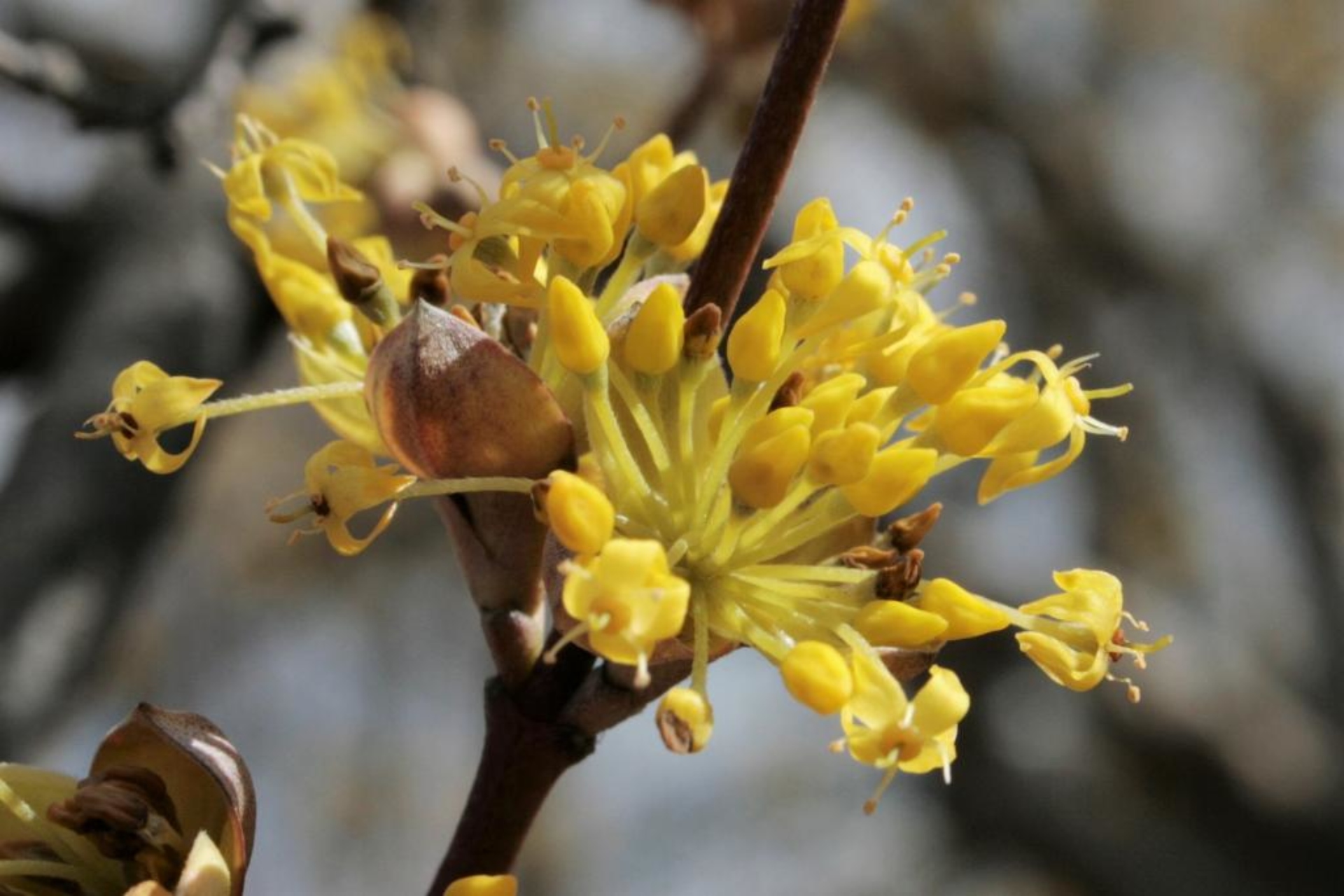 Cornelian Cherry Dogwood The Morton Arboretum