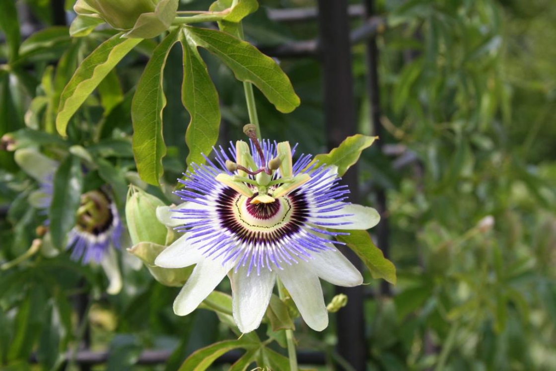 Passiflora caerulea (blue passionflower), flowers