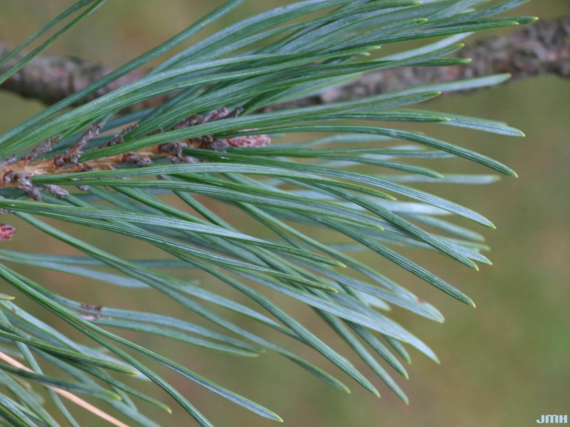 Pinus sylvestris ‘Fastigiata’ (Upright Scots pine), leaves