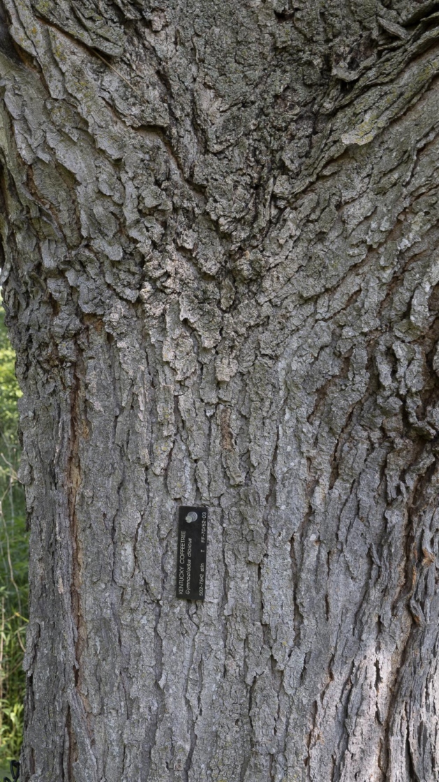 Gymnocladus dioicus ‘J.C. McDaniel’ (PRAIRIE TITAN™ Kentucky coffeetree), bark