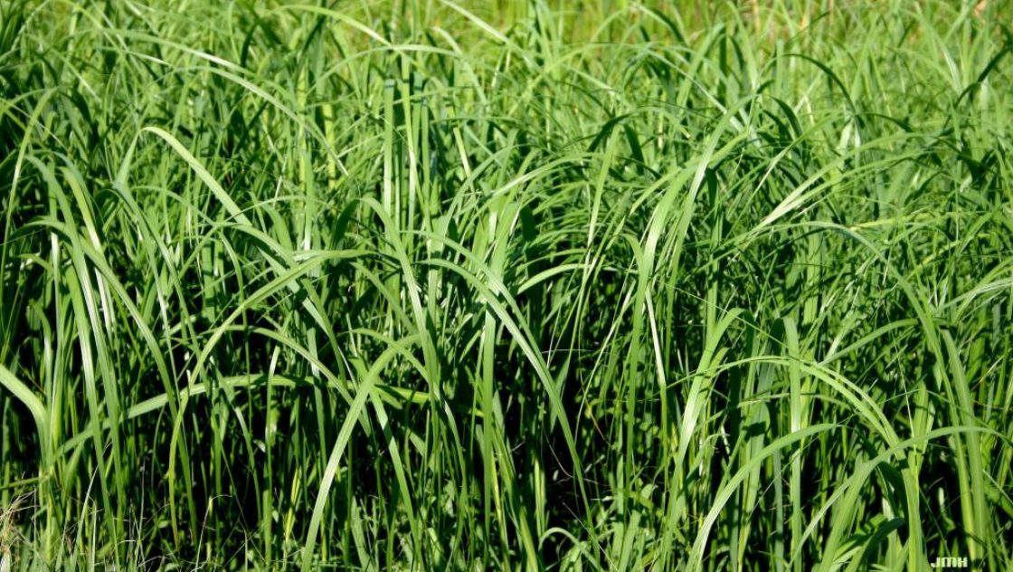 Spartina pectinata Link (prairie cord grass), leaves