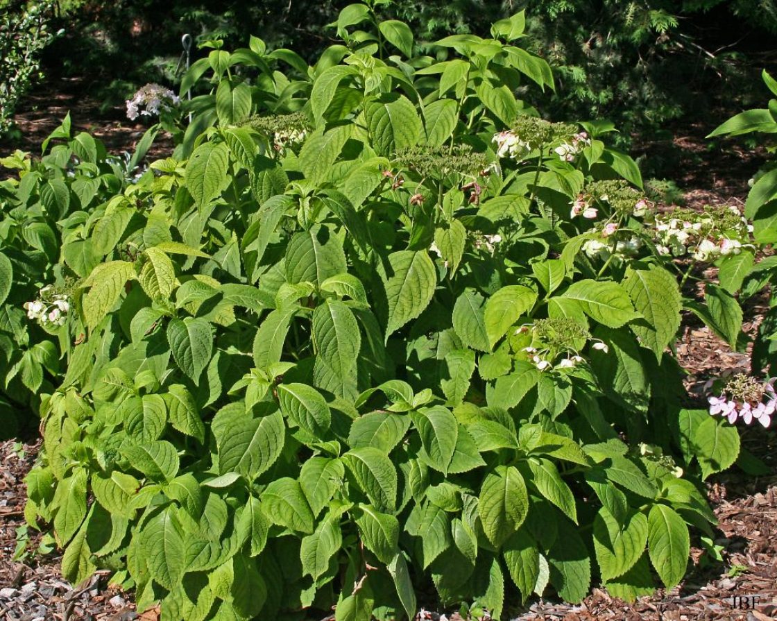 Hydrangea serrata var. megacarpa (Ohwi) H. Ohba (mountain hydrangea), growth habit, shrub form