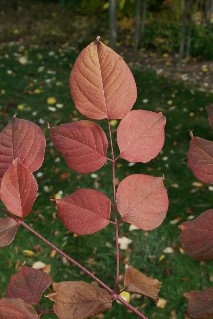 Devil’s walking stick The Morton Arboretum