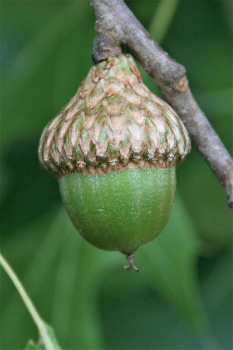 Quercus ellipsoidalis (Hill's Oak), fruit, mature